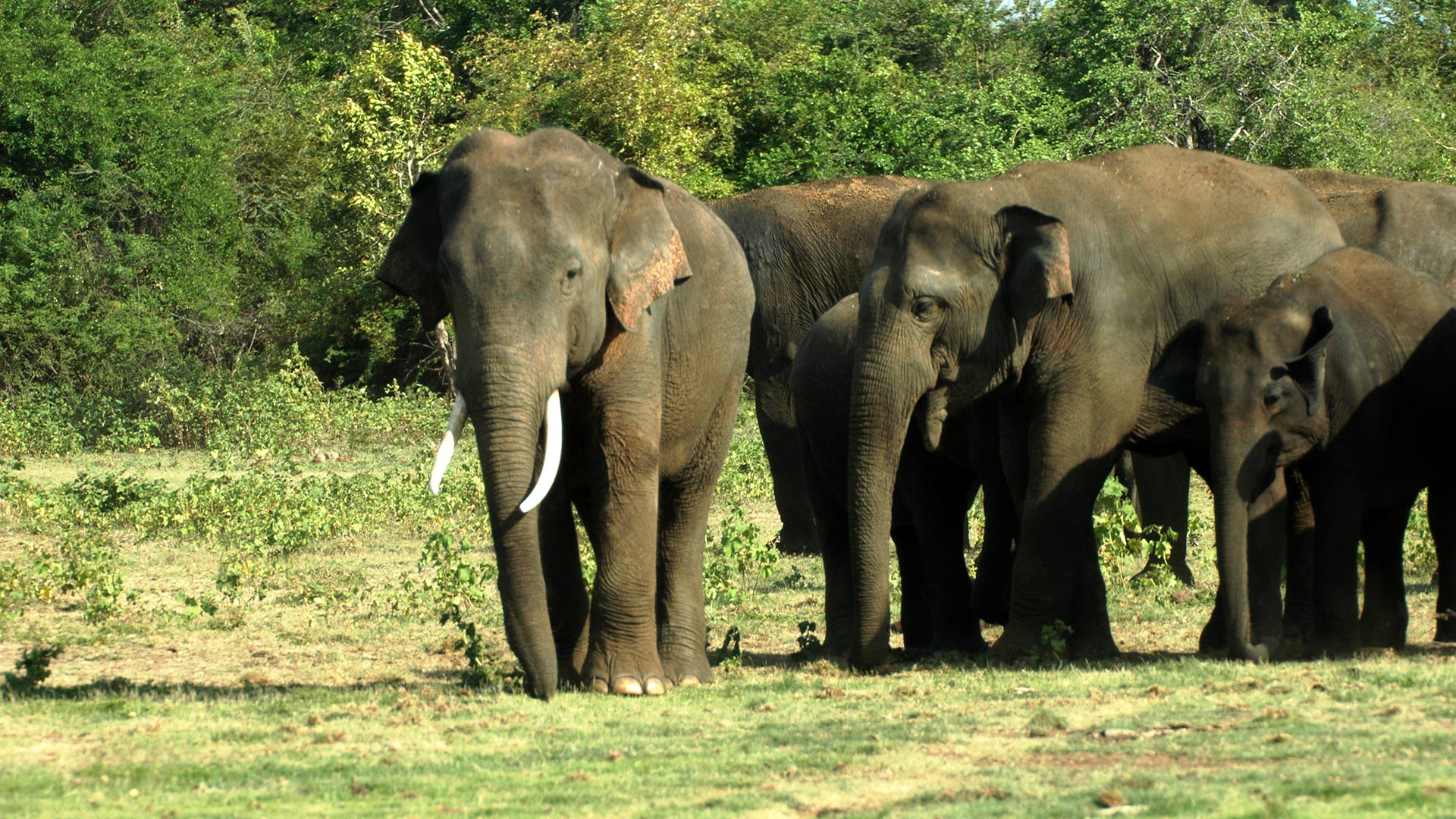 elephants_sri_lanka