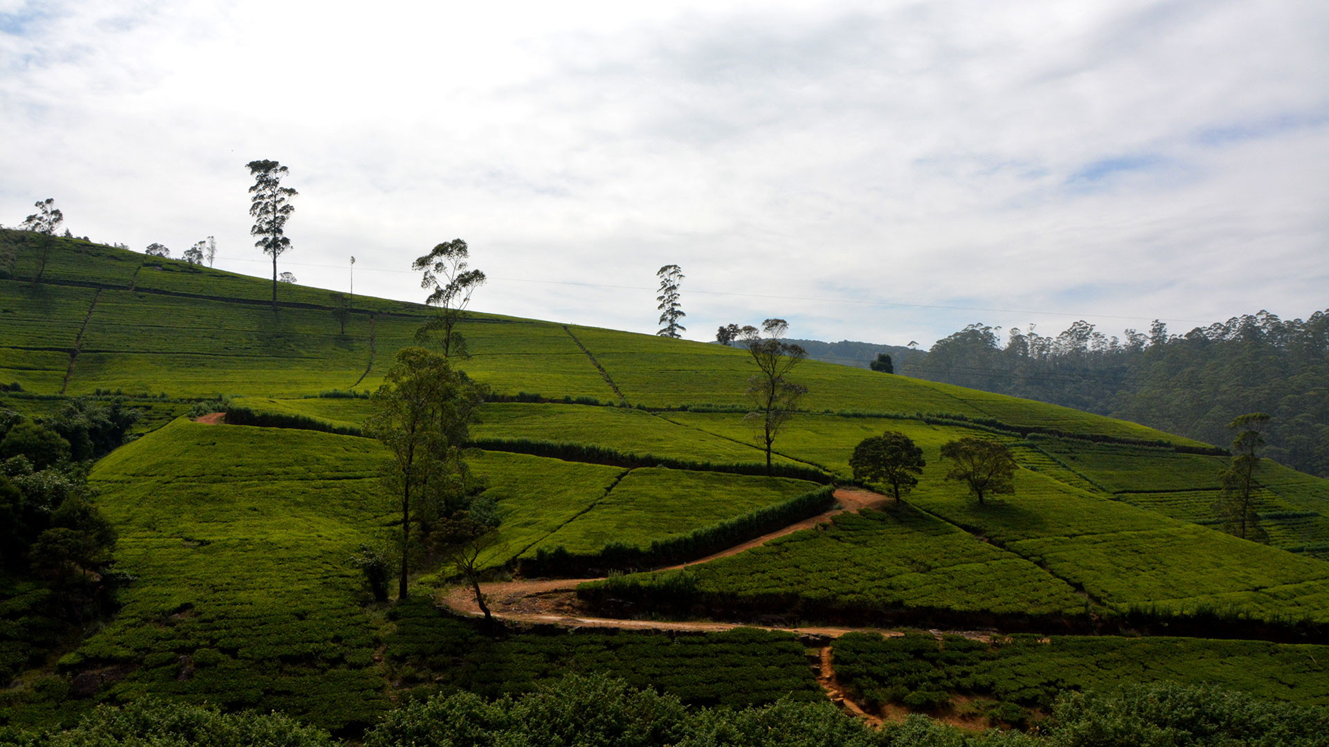 tea_plantation_Sri_lanka