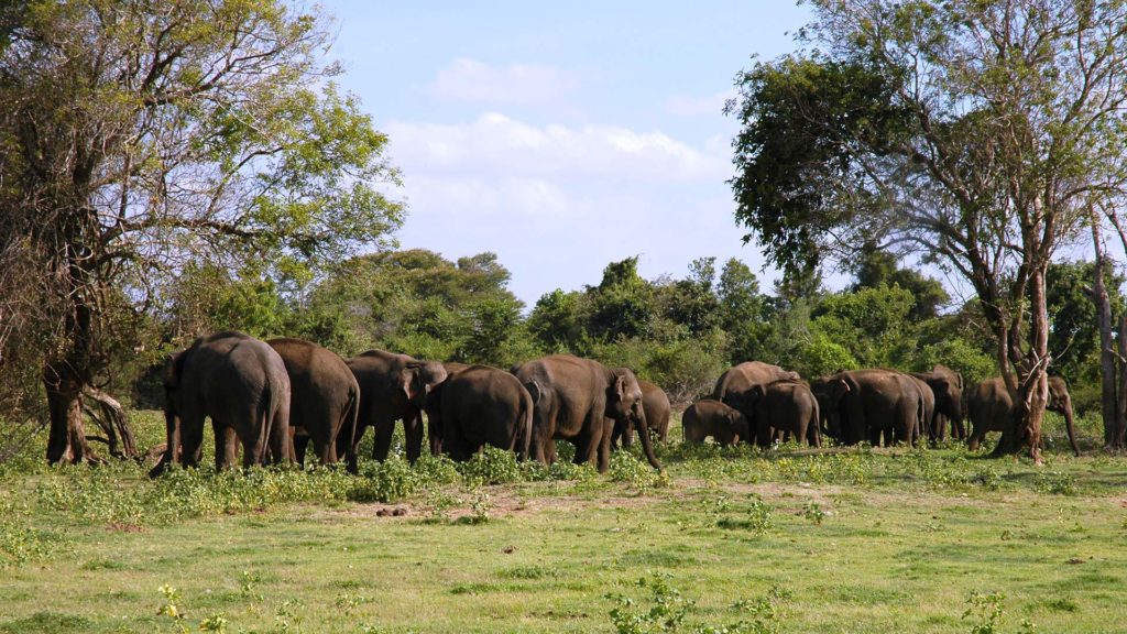 Elephants Habarana Sri lanka